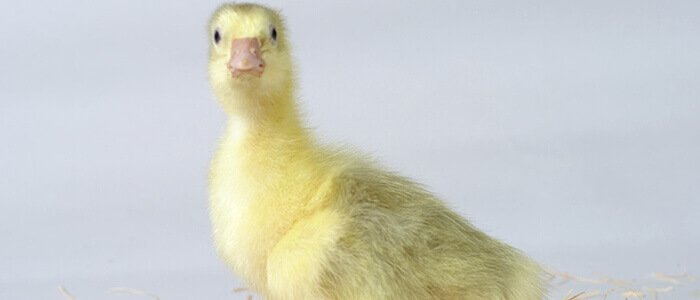 interbro farm boboci de gâscă de o zi