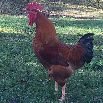 pui rasă mixtă rebro