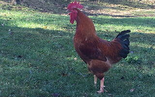 pui de o zi hibrid redbro