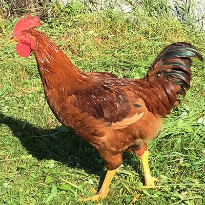 pui rasă mixtă farm