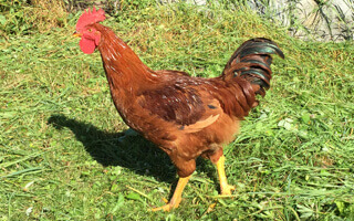 pui de o zi de rasă mixtă FARM