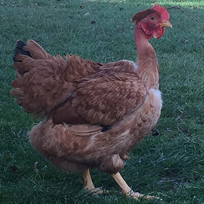 pui de o zi rasă mixtă gat golas rosu gaina