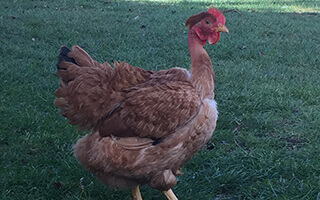 pui de o zi rasă mixtă FARM Q gât golaș roșu gaina