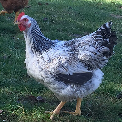 pui de o zi de rasă mixtă MASTER GREY gaina