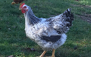 pui de o zi de rasă mixtă MASTER GREY gaina