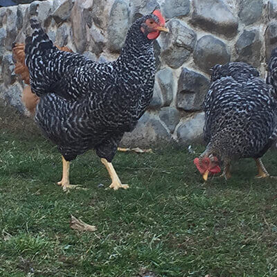 pui de o zi de rasa mixta hibrid gris barre gaina