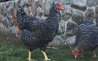 pui de o zi de rasa mixta hibrid gris barre porumbac gaina