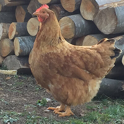 pui rasă mixtă gris barre