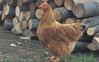 pui de o zi de rasa mixta hibrid red greu gaina 