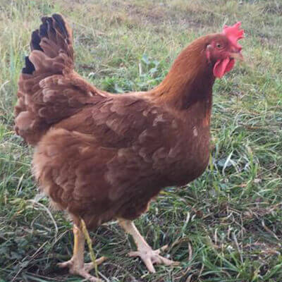 pui de o zi de rasă mixtă hibrid rebro gaina