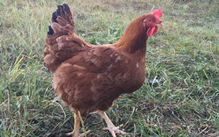 pui de o zi hibrid redbro gaina