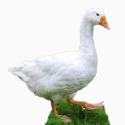 boboci de o zi de gâscă emden