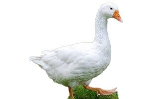 boboci de o zi de gâscă emdem