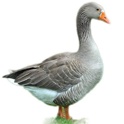 Boboci de o zi de gâscă TOULOUSE