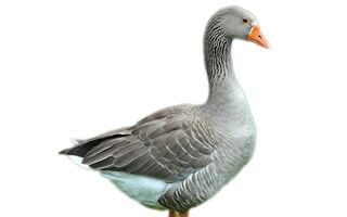 Boboci de o zi de gâscă TOULOUSE