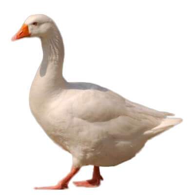 boboci de o zi de gâscă ungurească