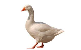 boboci de o zi de gâscă ungurească