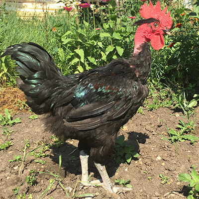 pui rasă mixtă farm q negru