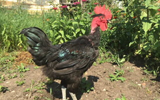 pui de o zi de rasă mixtă FARM Q NEGRU gât golaș negru