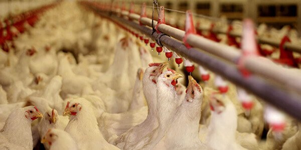 ferma eco broiler