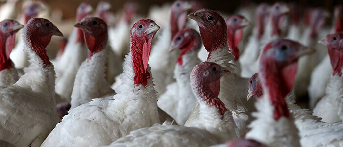 interbro farm pui de o zi