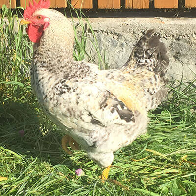 pui rasă mixtă mastery grey