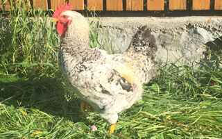 pui de o zi de rasă mixtă MASTER GREY