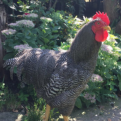 pui rasă mixtă gris barre