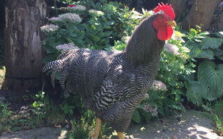 pui de o zi de rasa mixta hibrid gris barre porumbac