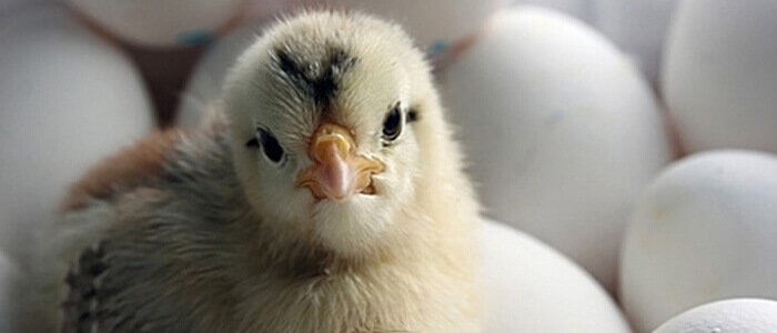 interbro farm pui de o zi rasă mixtă