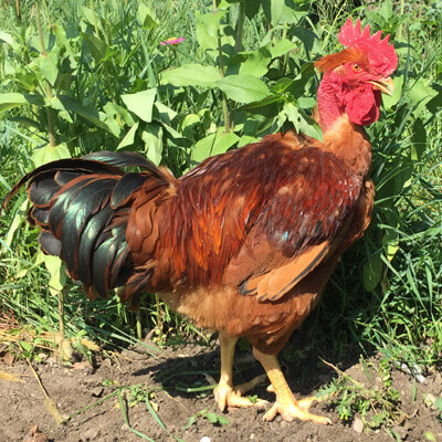 pui rasă mixtă farm q alb