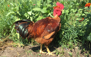 pui de o zi rasă mixtă FARM Q gât golaș roșu